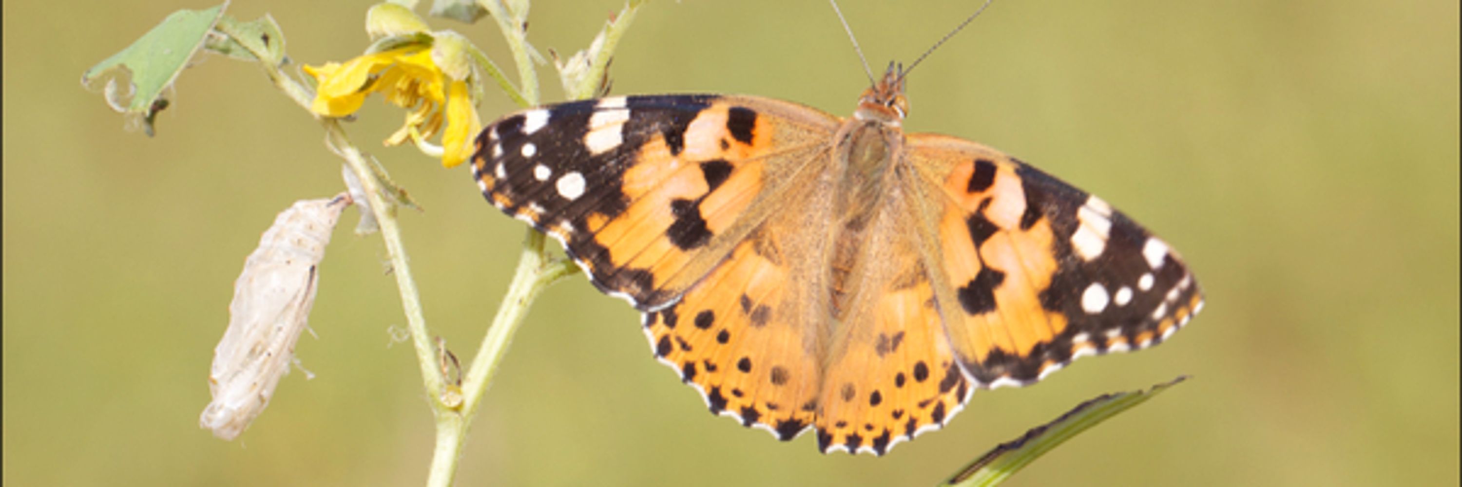 Insect Migration and Phylodiversity Lab
