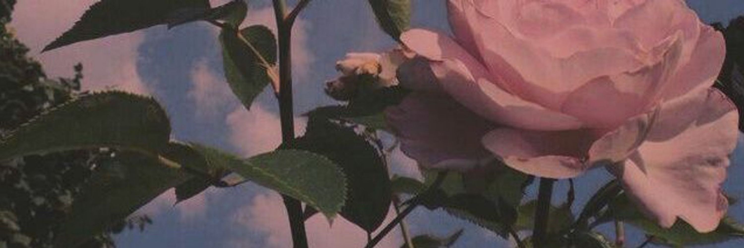 Eno 🥀