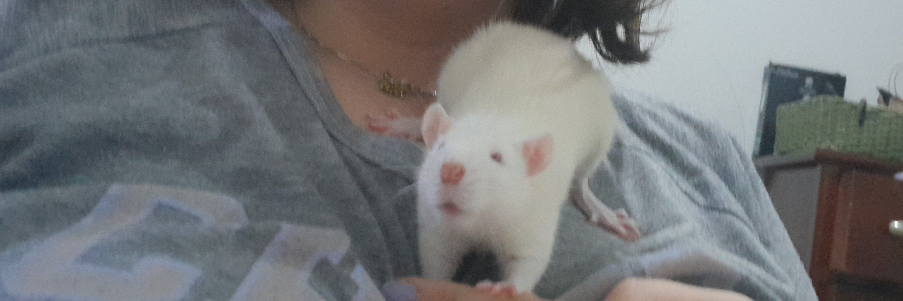 Joy 🐁