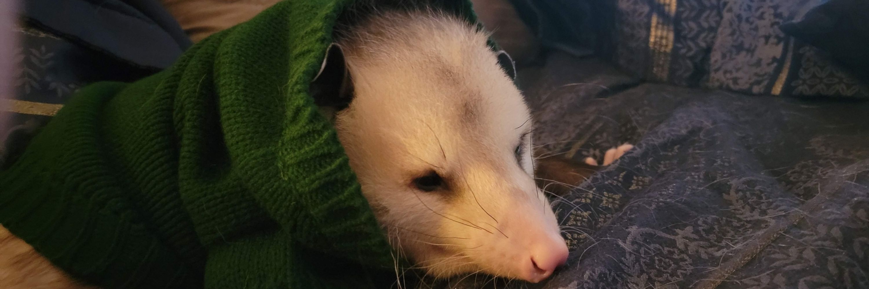 Waffles the Virginia Opossum