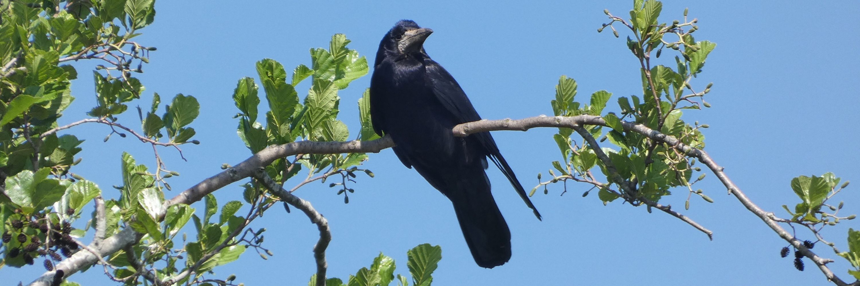The Corvid Corner