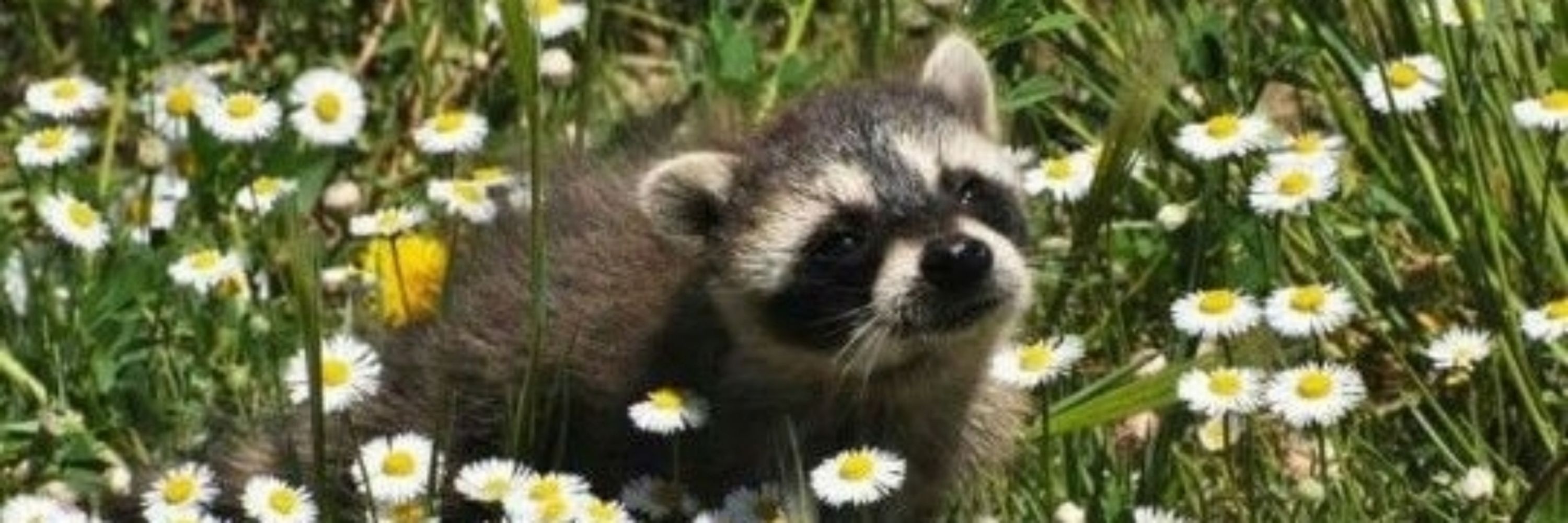 น้องนิกก้า พาเพลิน