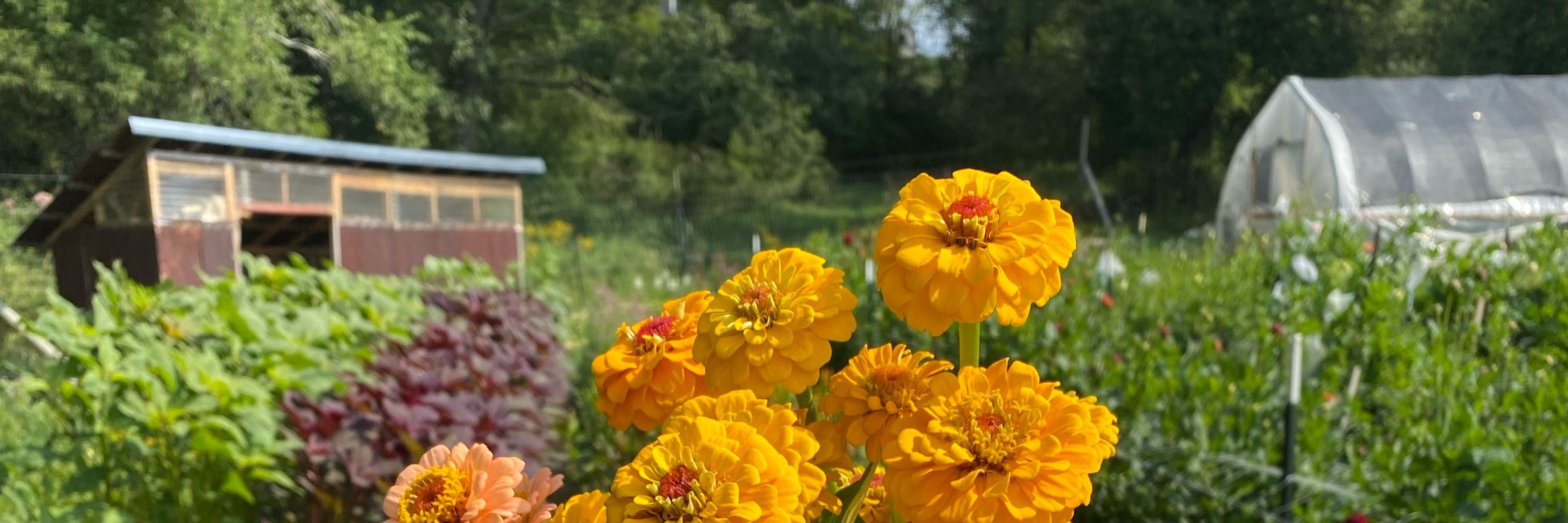 Yarrow Springs - Farm & Florist