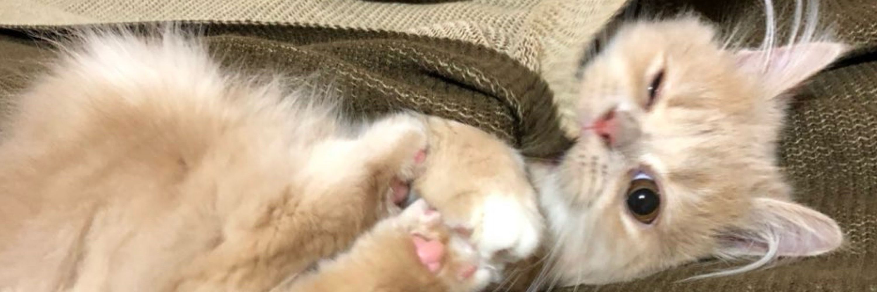 ももちゃんᡣ𐭩ここちゃん