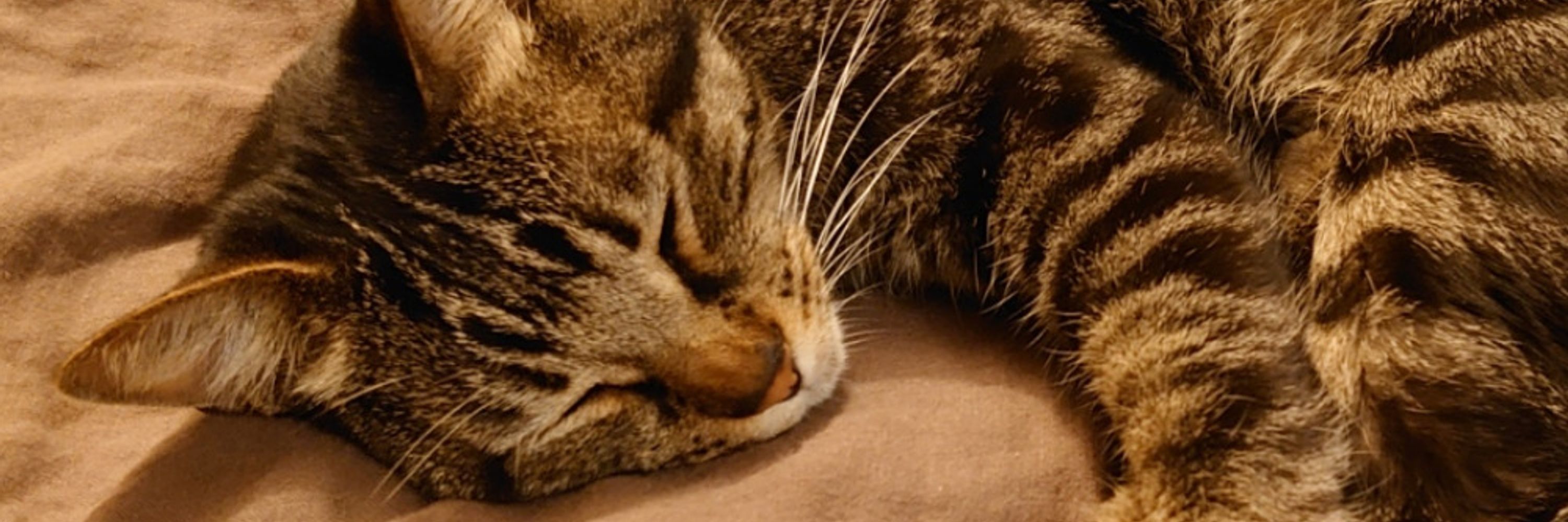 Catteol