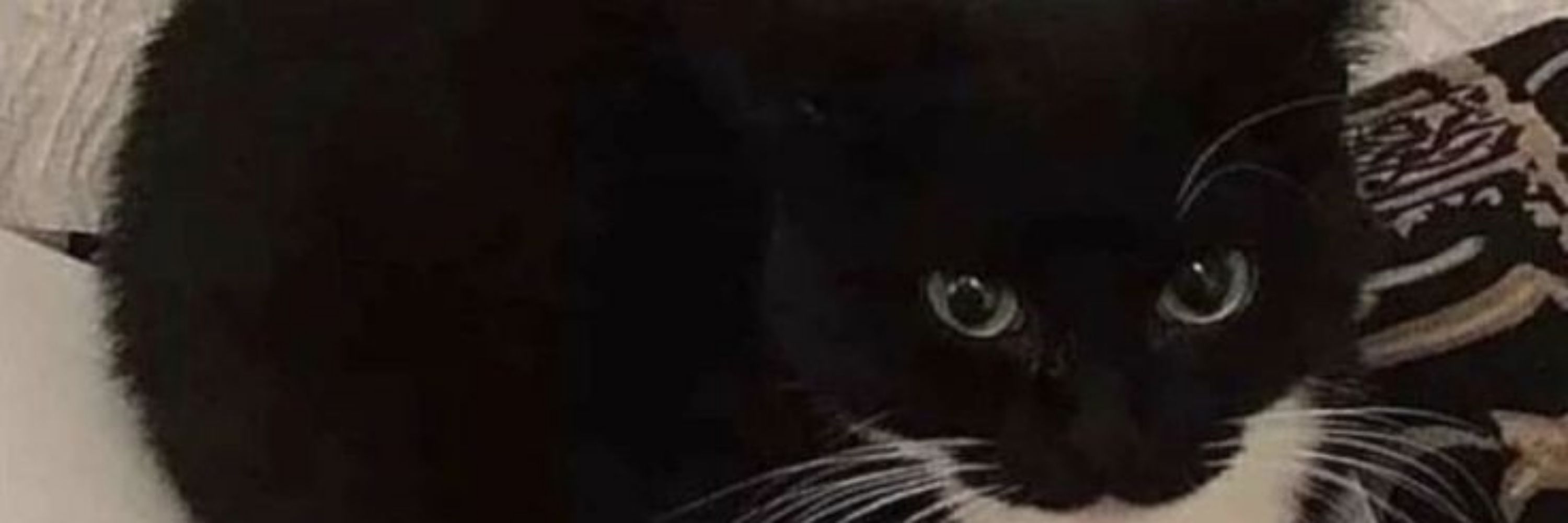 Eyerachnid