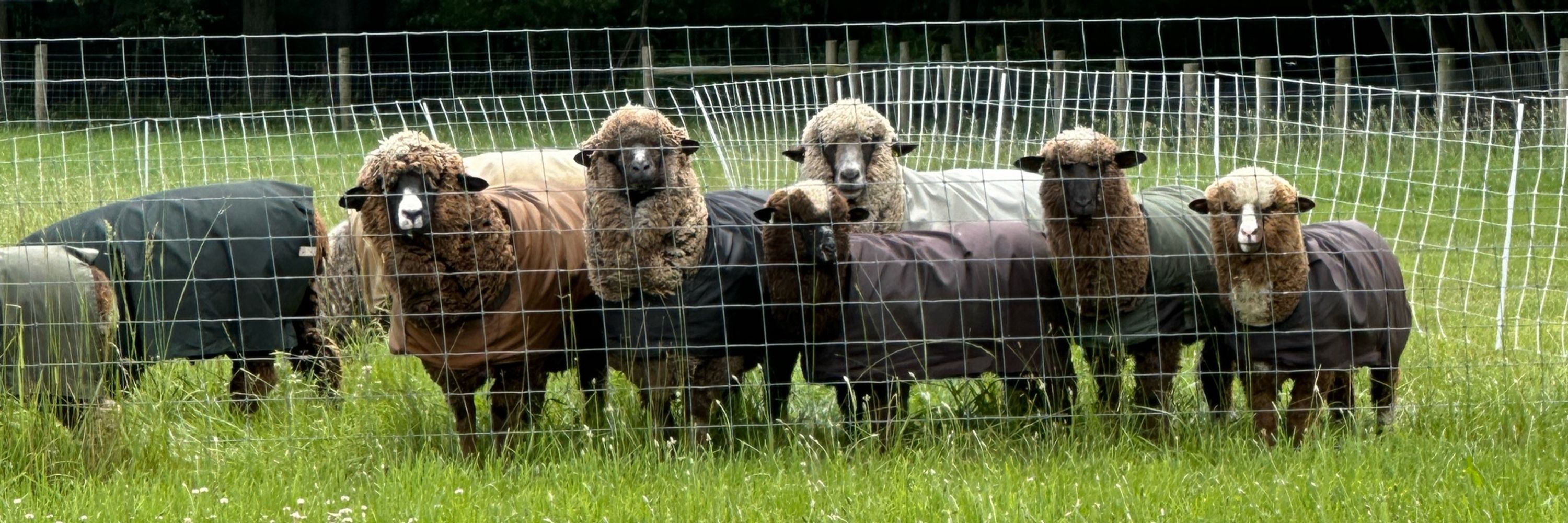 Renninger Wool Co.