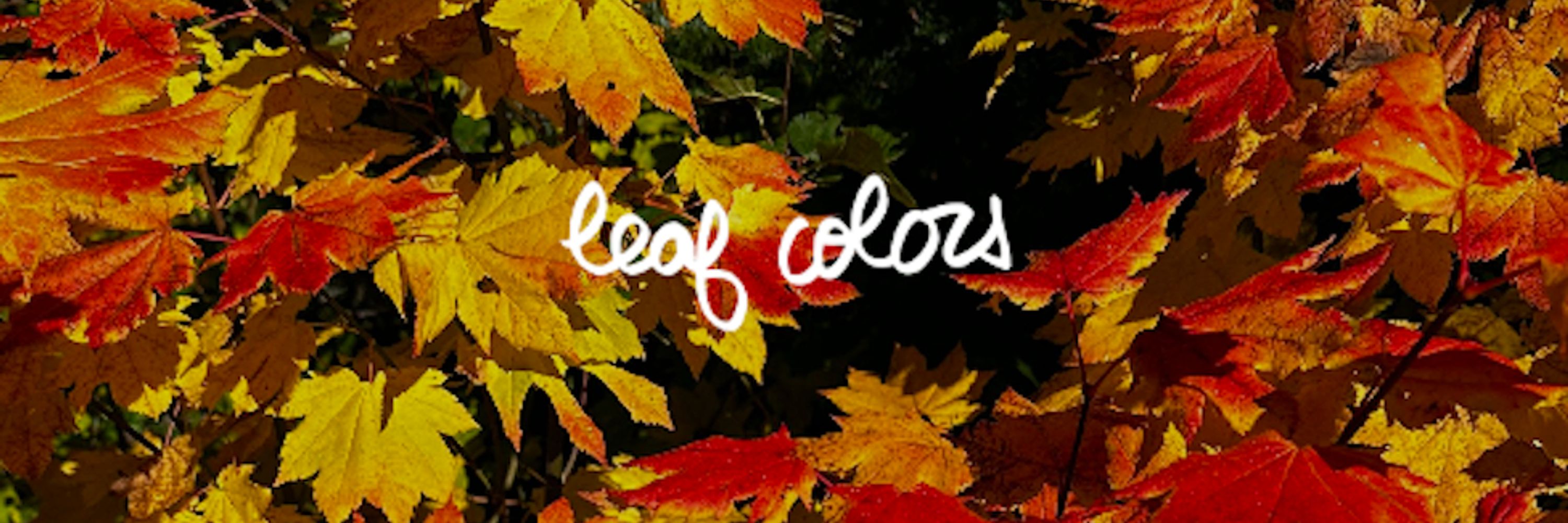 Leaf Colors