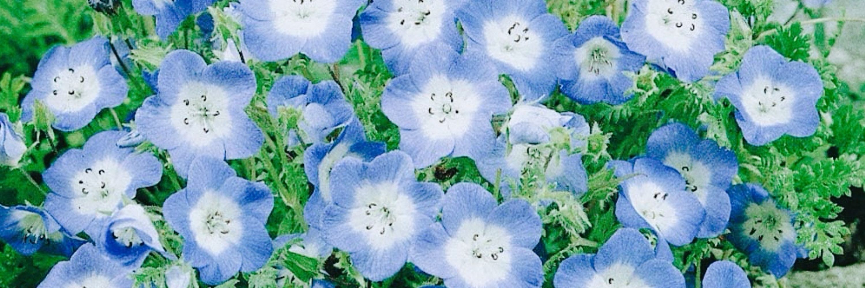 소라