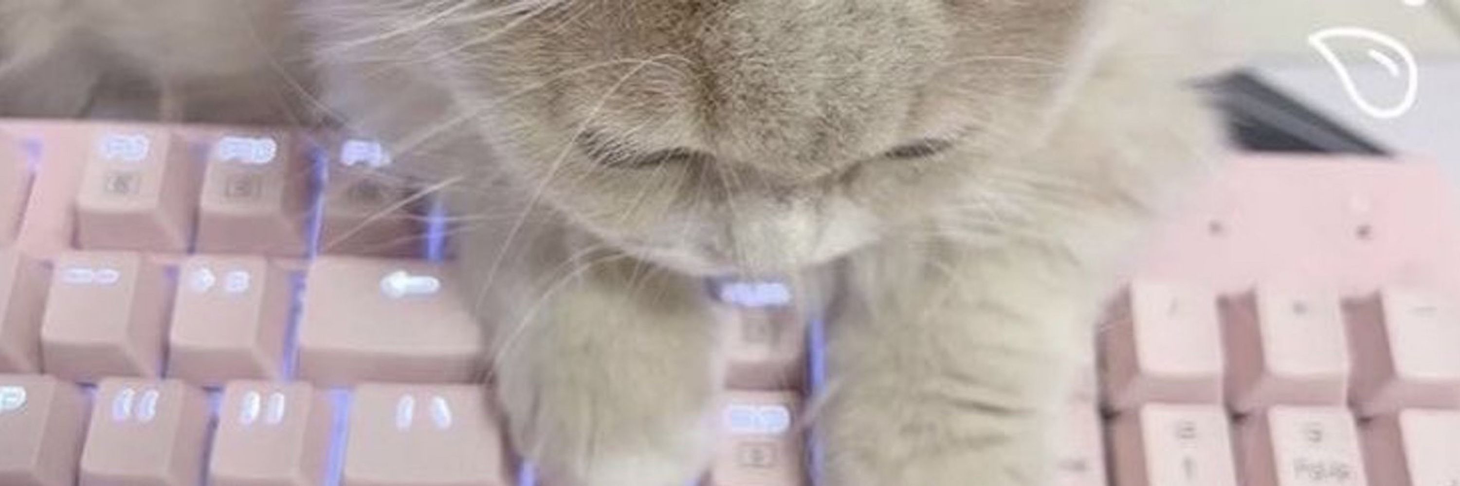 채 아 ❀
