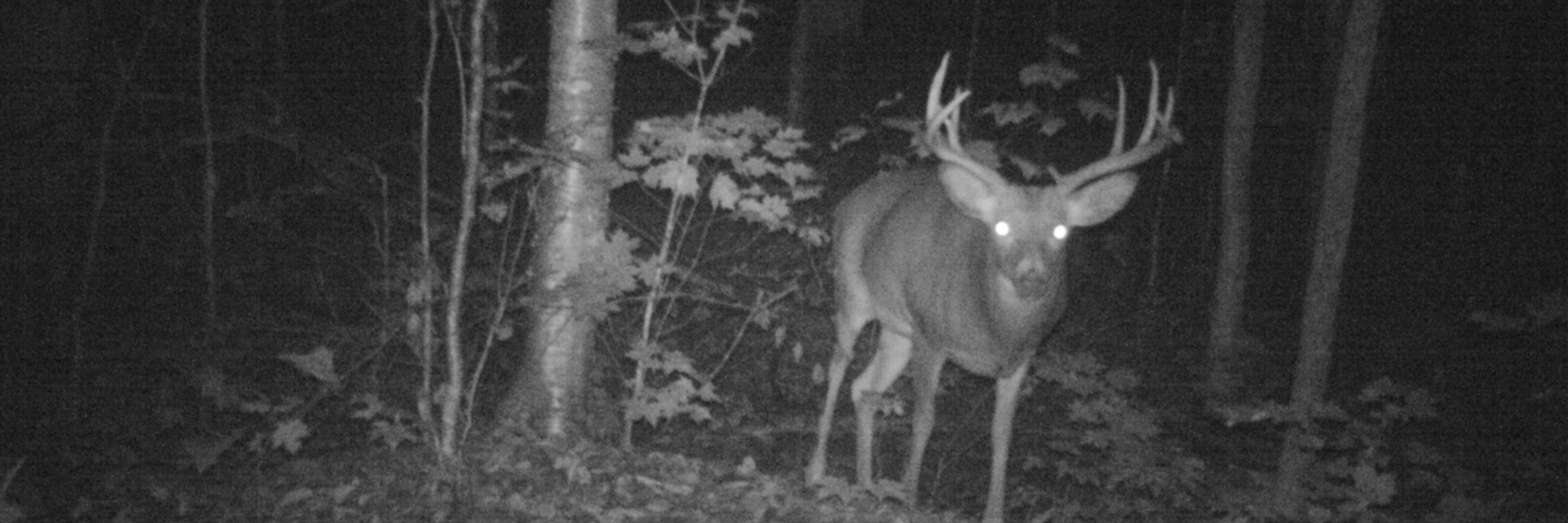 deeronysus 🦌🍇🍷
