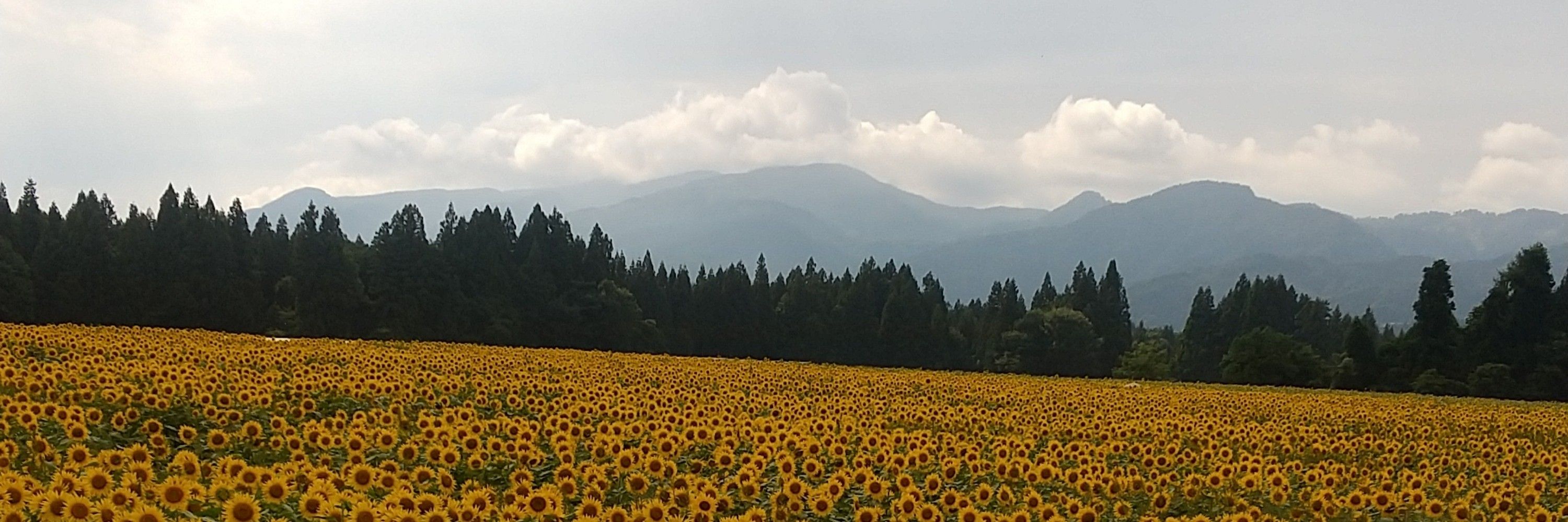 完菜