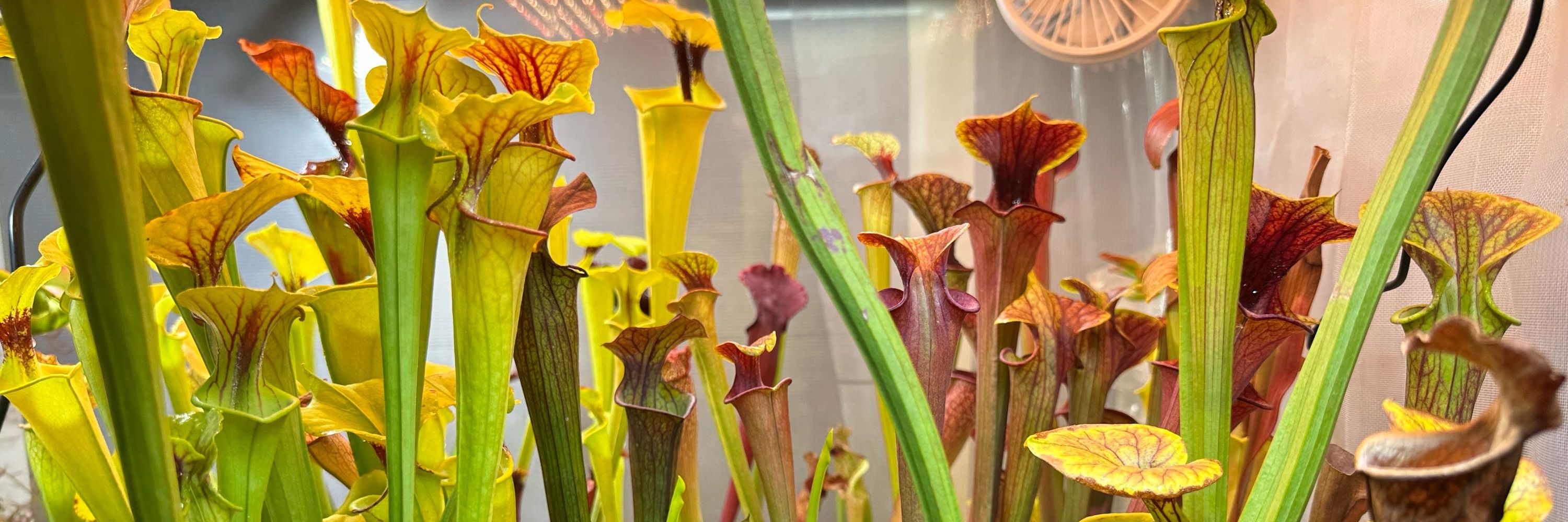 がらすけ(食虫植物の方)