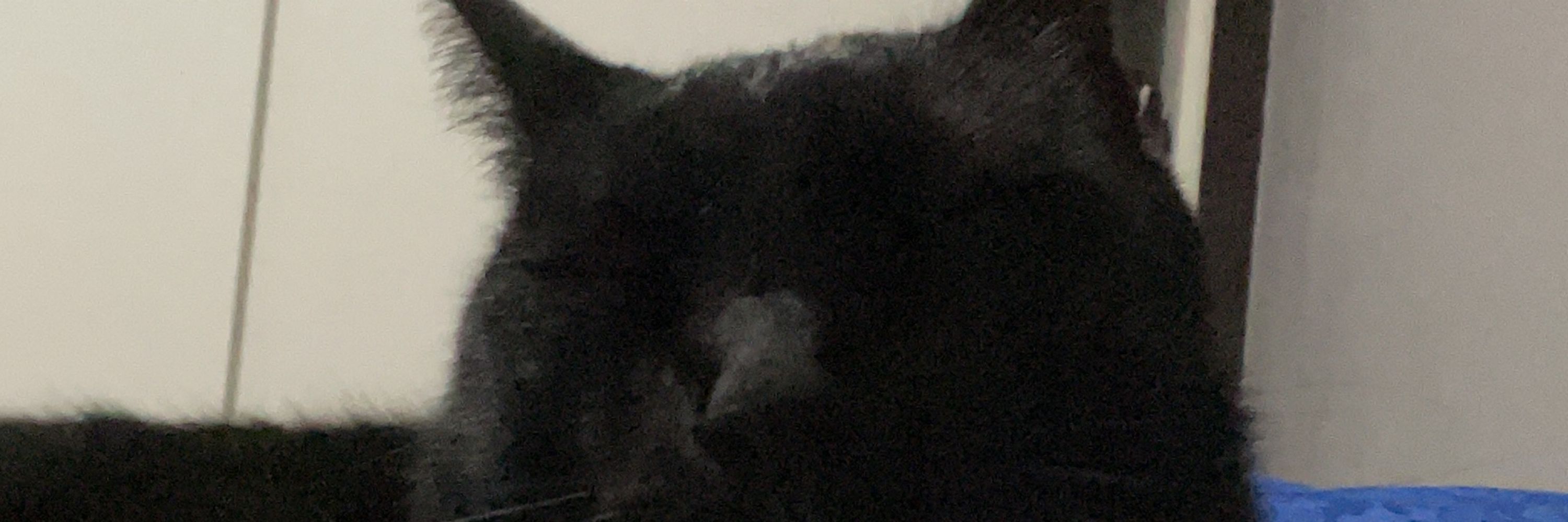 mxlu_bsf