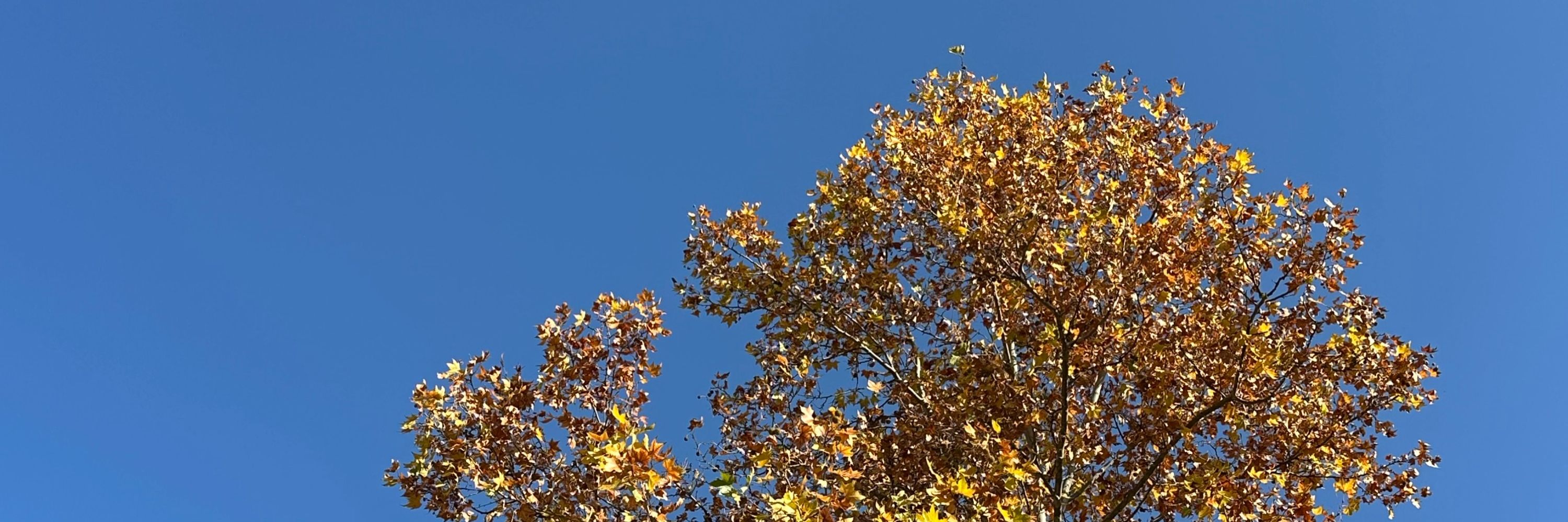 𝐿uisa 𝓕ernanda
