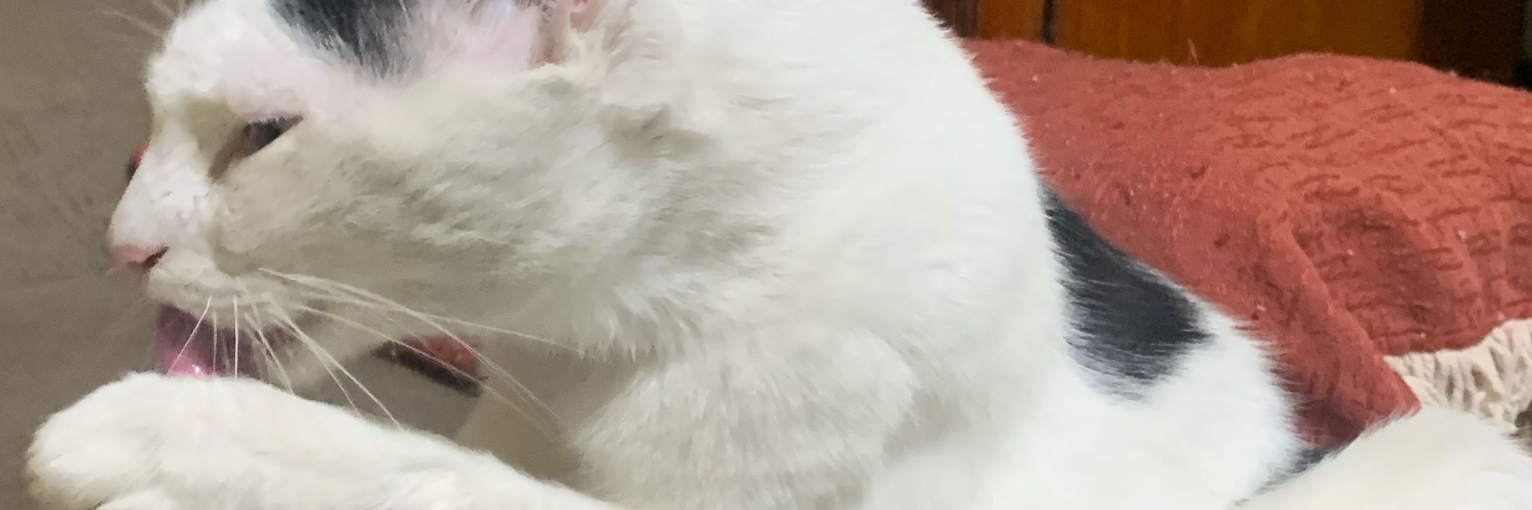 lili 😼