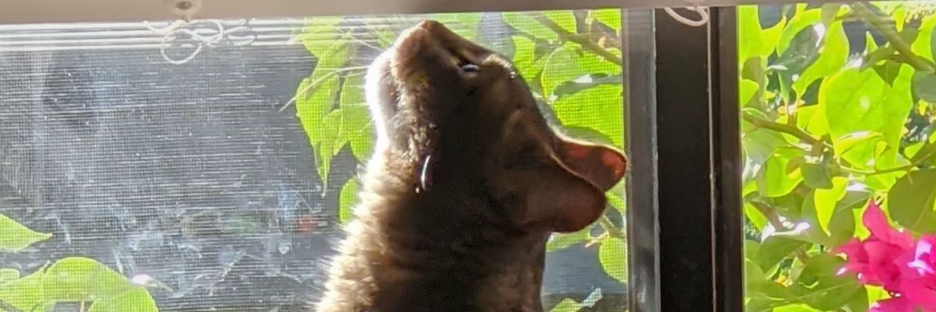catguy