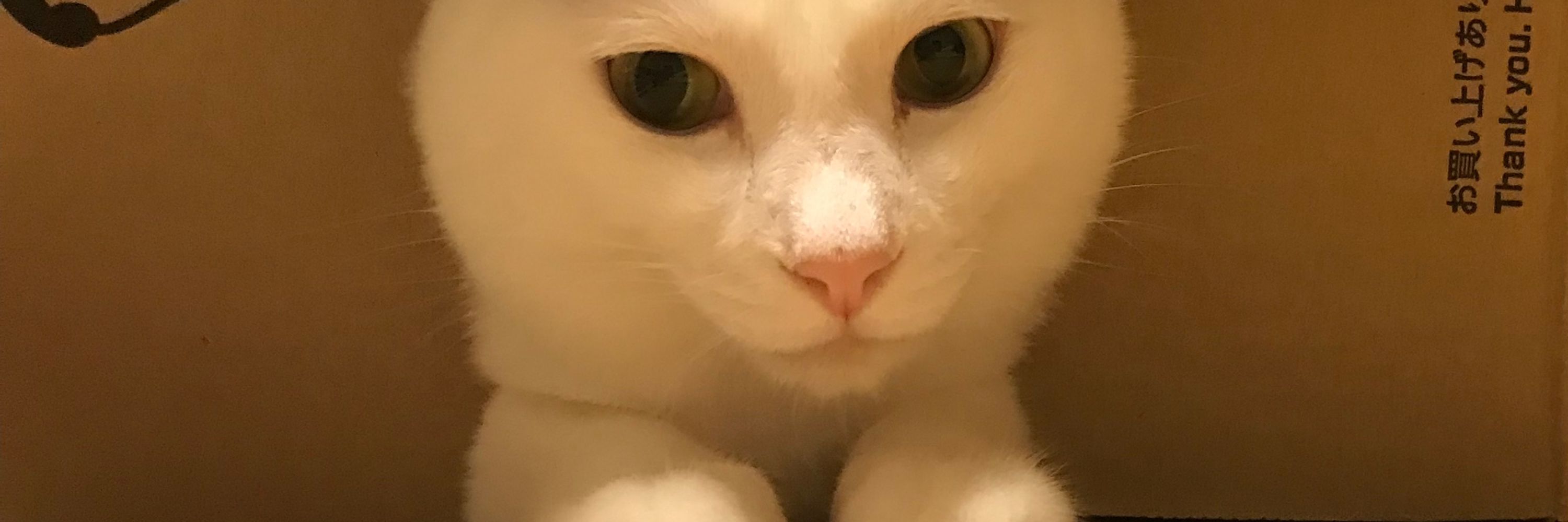 ﾜﾗﾋﾞﾓﾁｨ