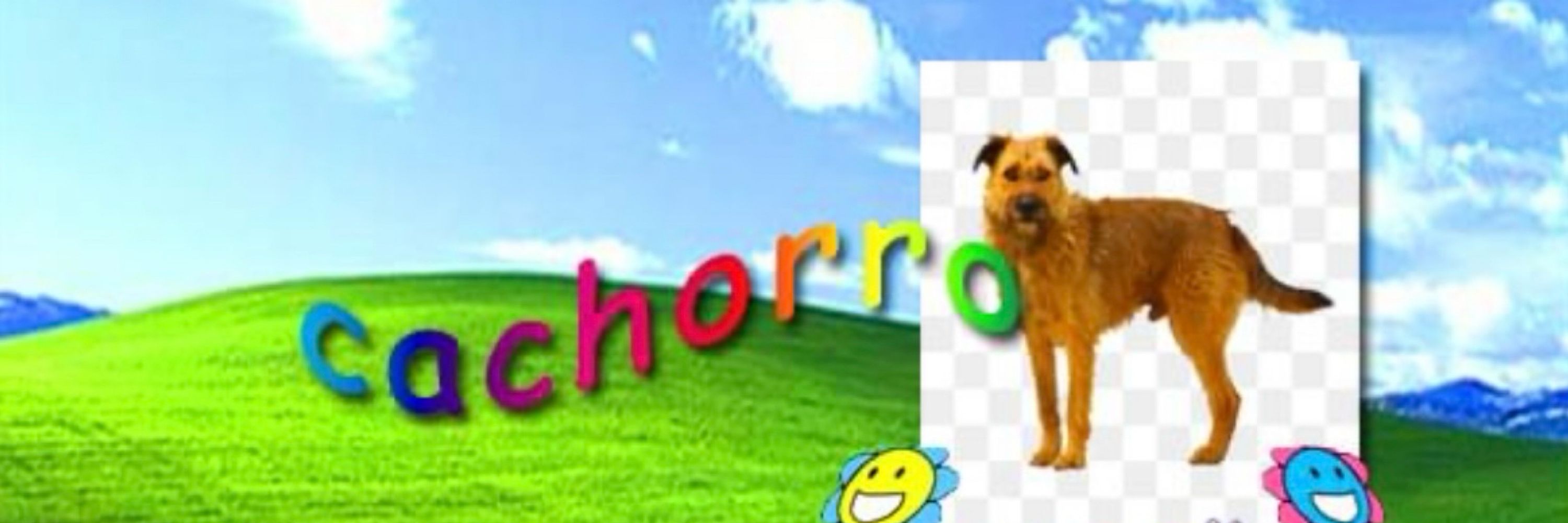 cachorro