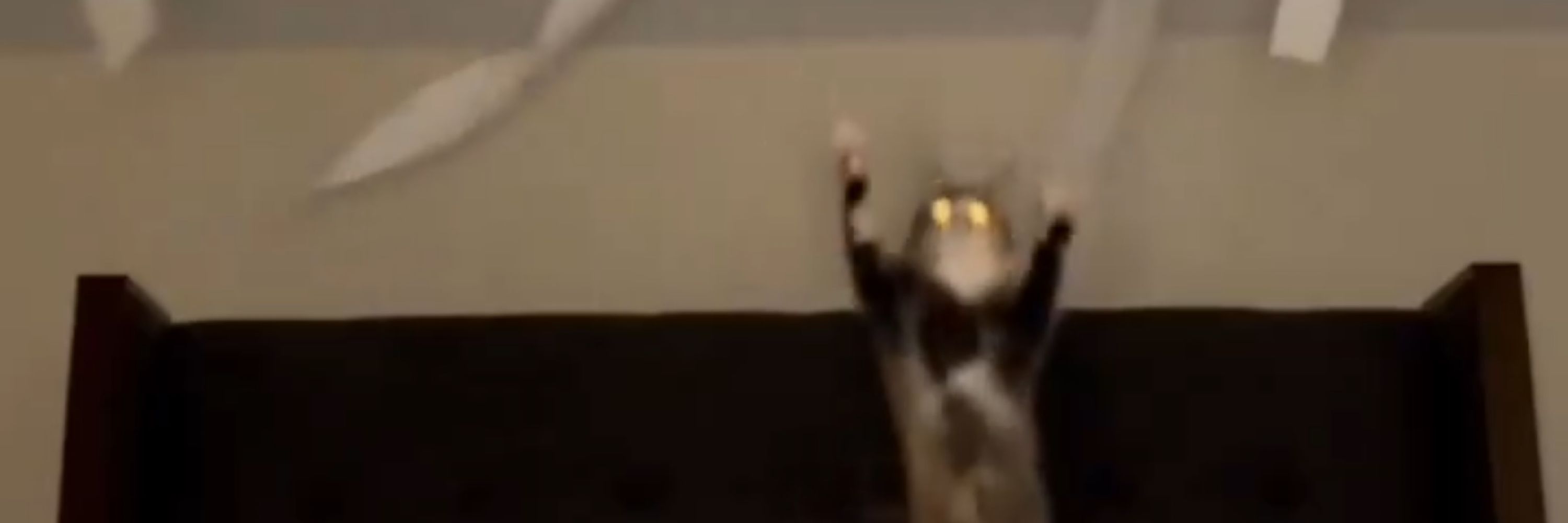 飛ぶ猫