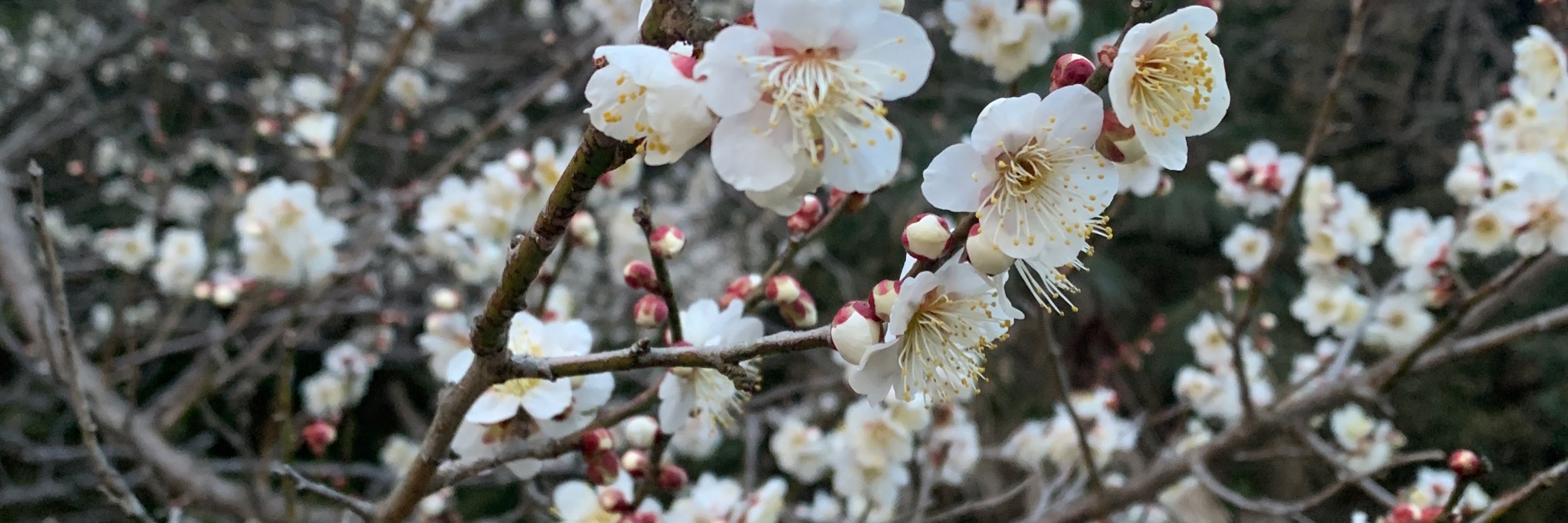 よし