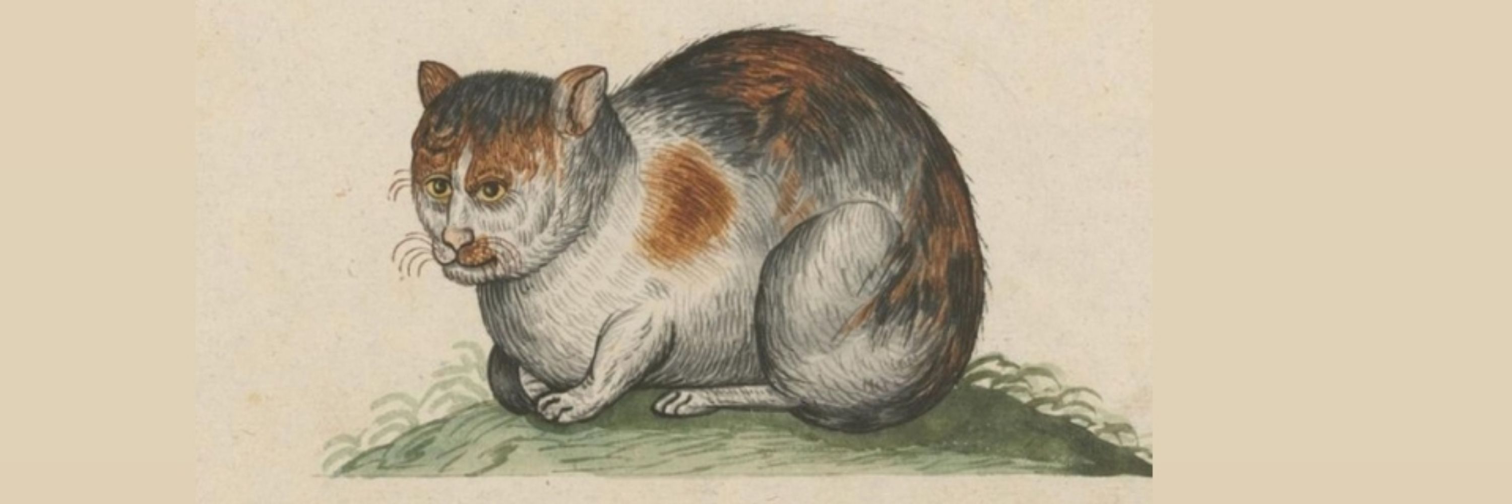 vircavecanem