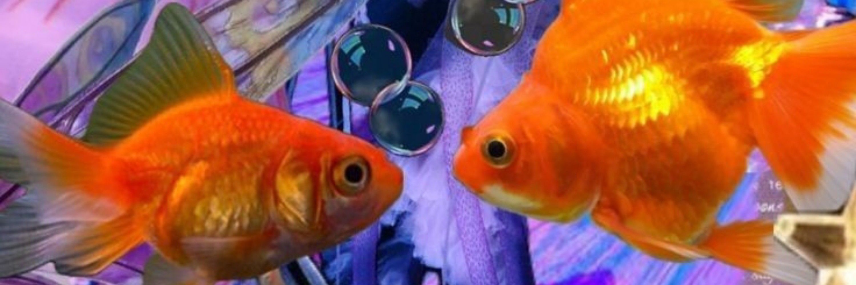 ʕ⁠´⁠•⁠ᴥ⁠•⁠`⁠ʔ
