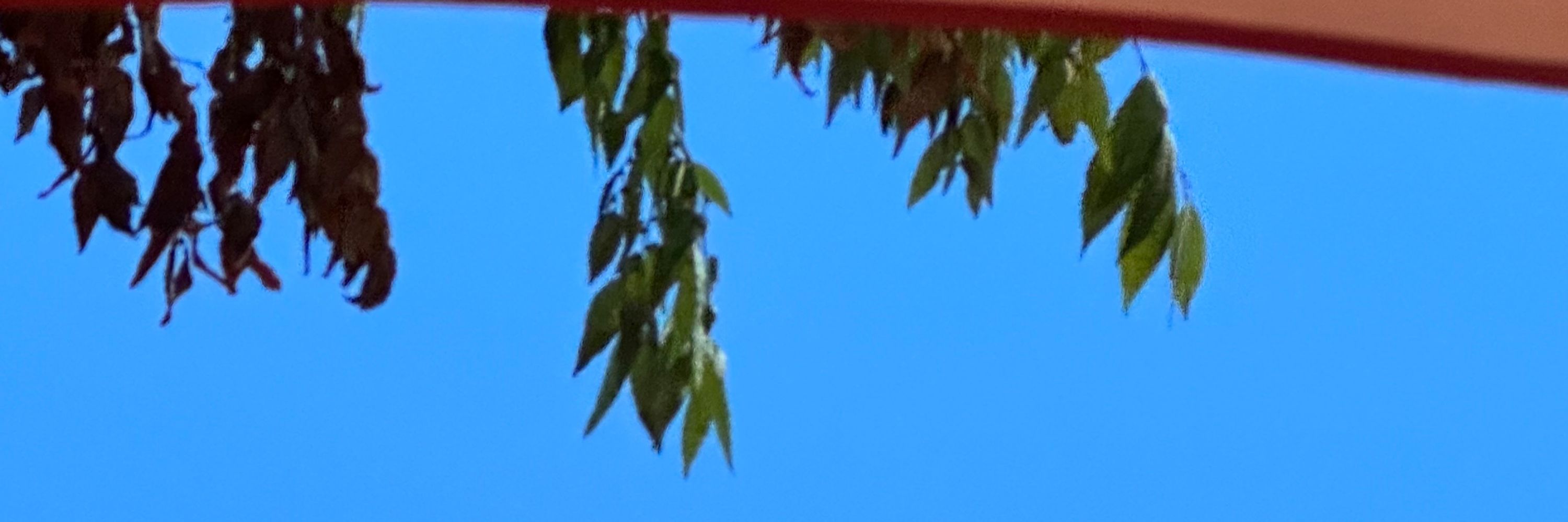 HANGBOO
