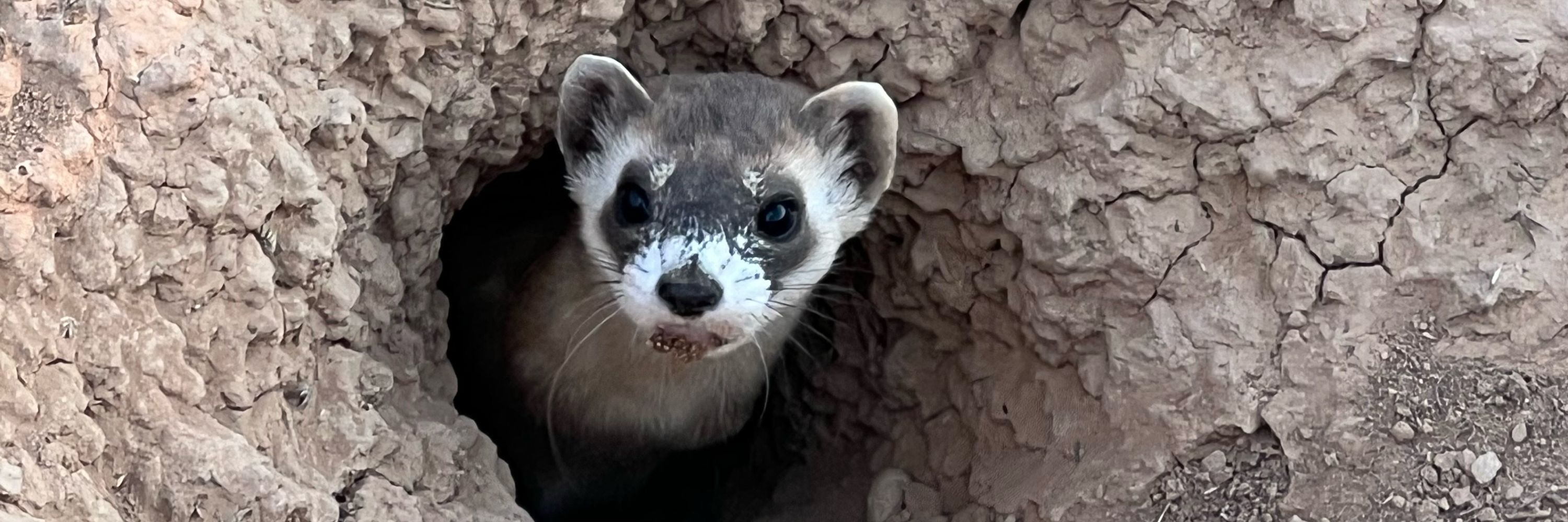 Ferret Guy