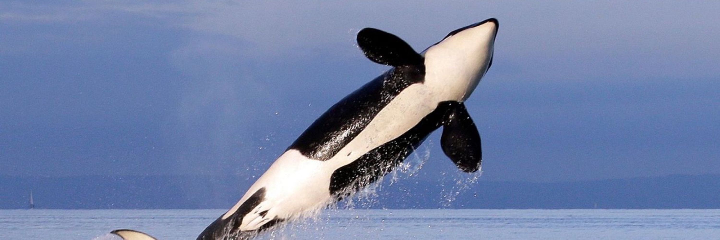 Gladis the Orca