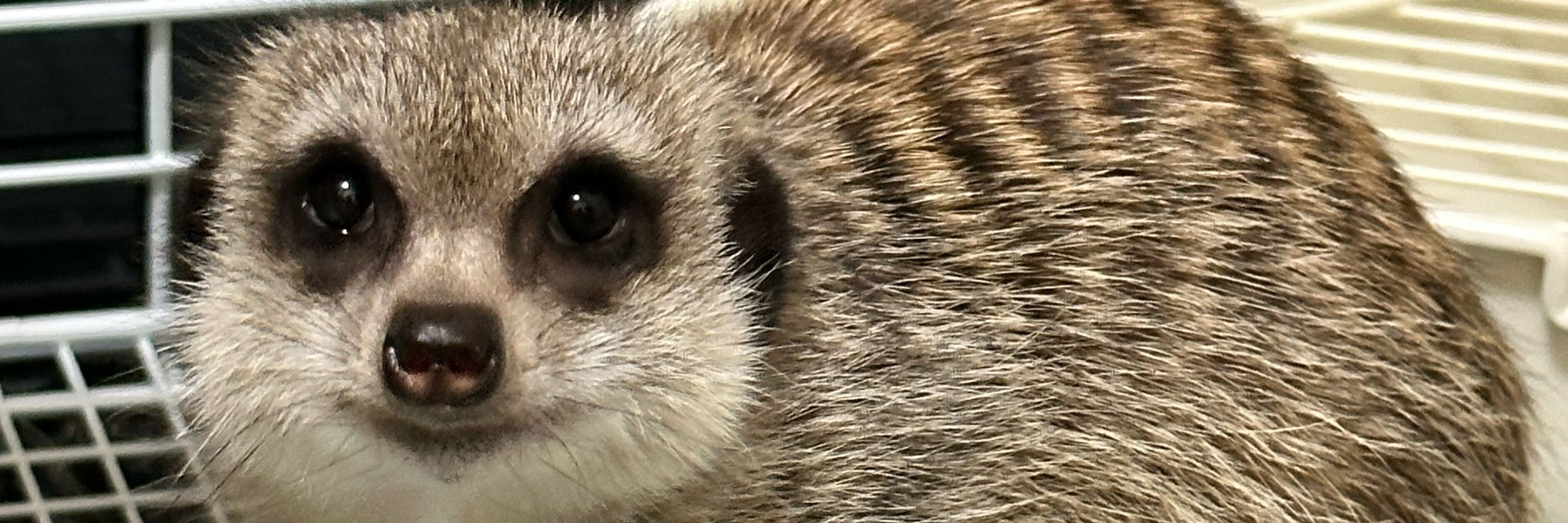 たた