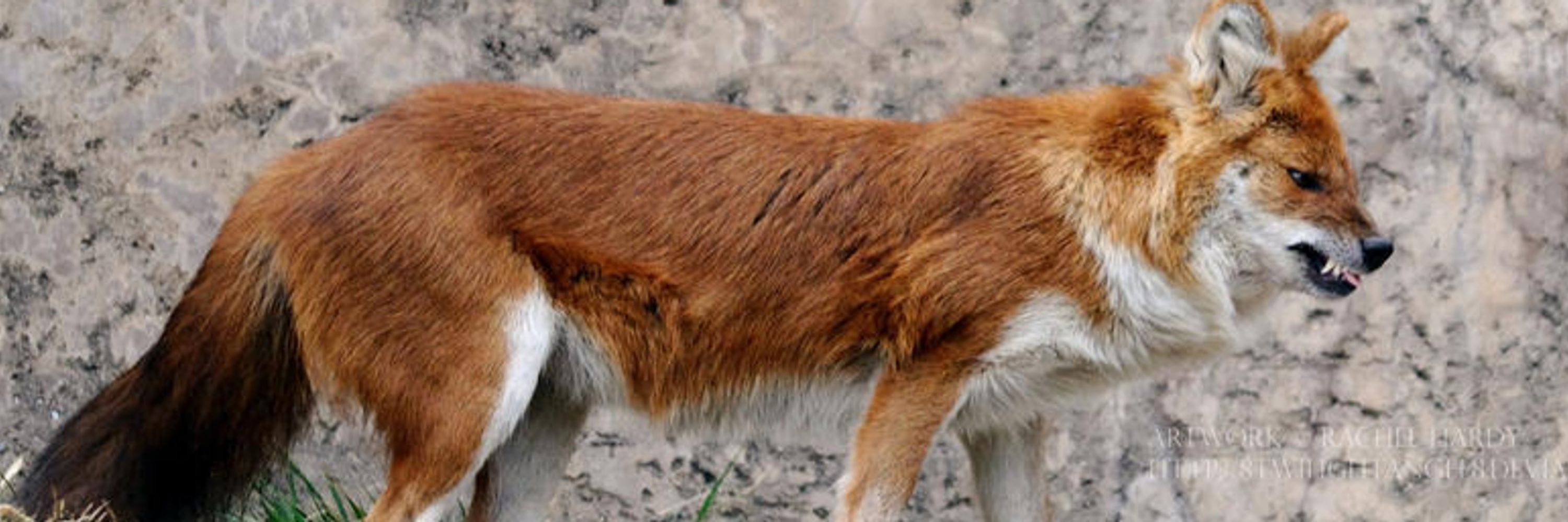 Dholes!