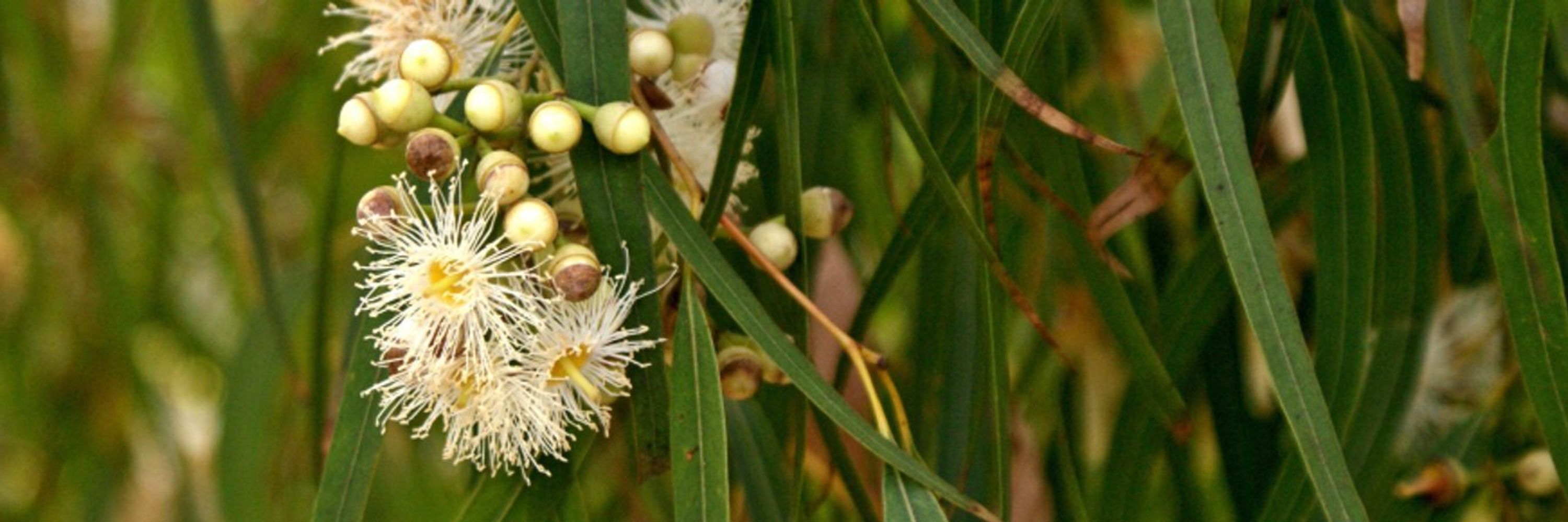 Australian Society of Plant Scientists (ASPS)