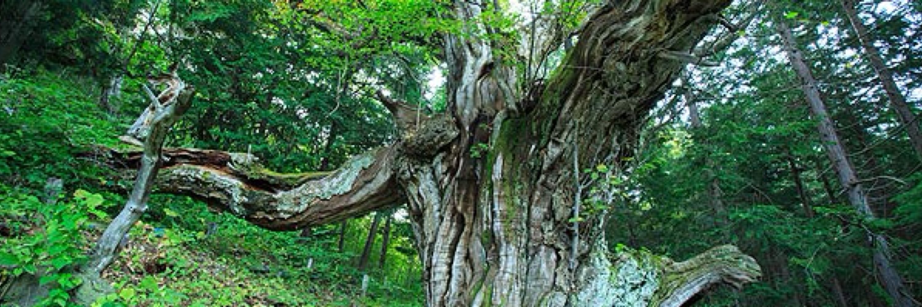 登上 幹千