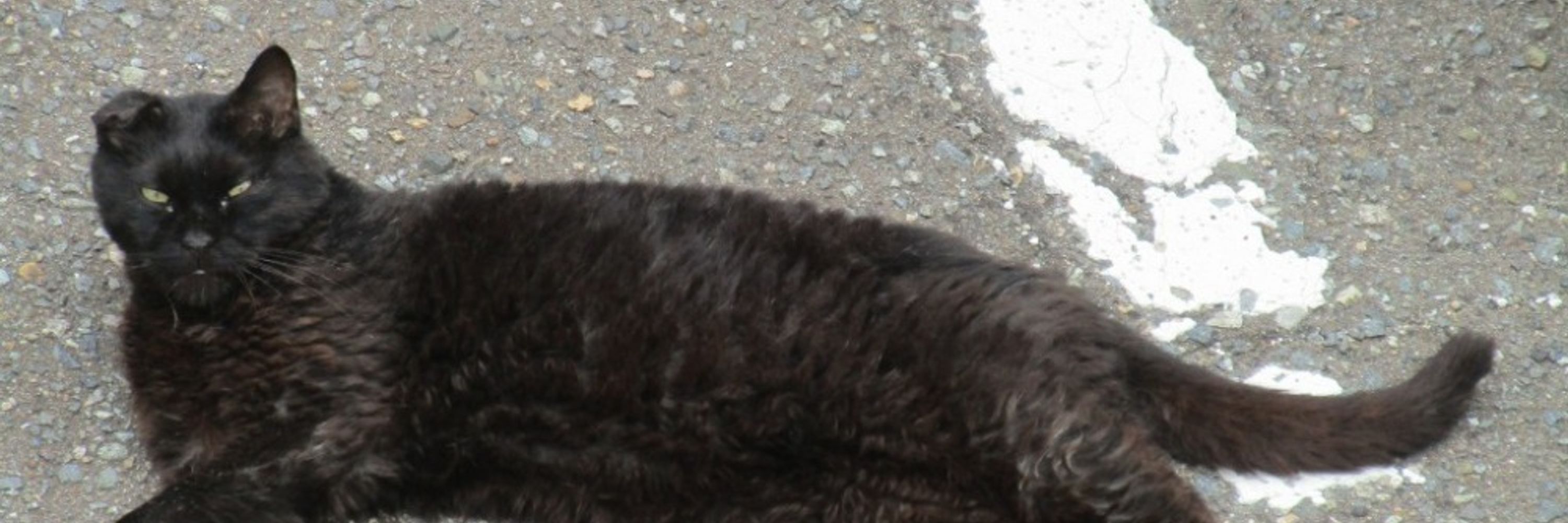 🐈横山公一🐈