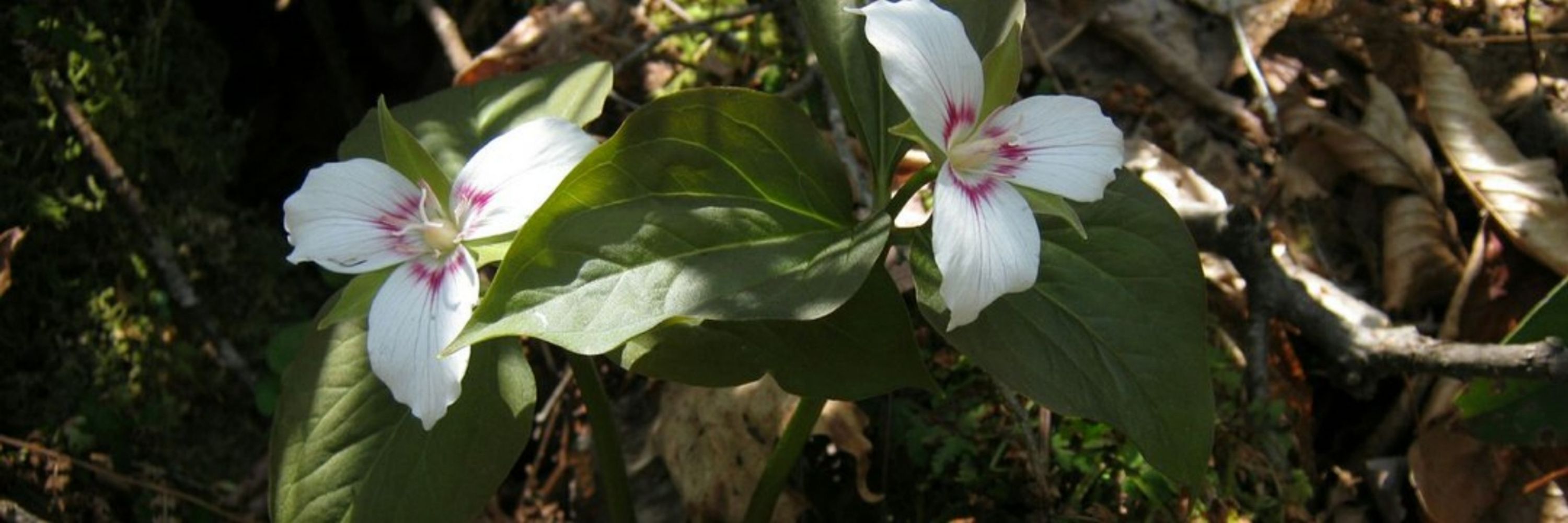 Lacustris