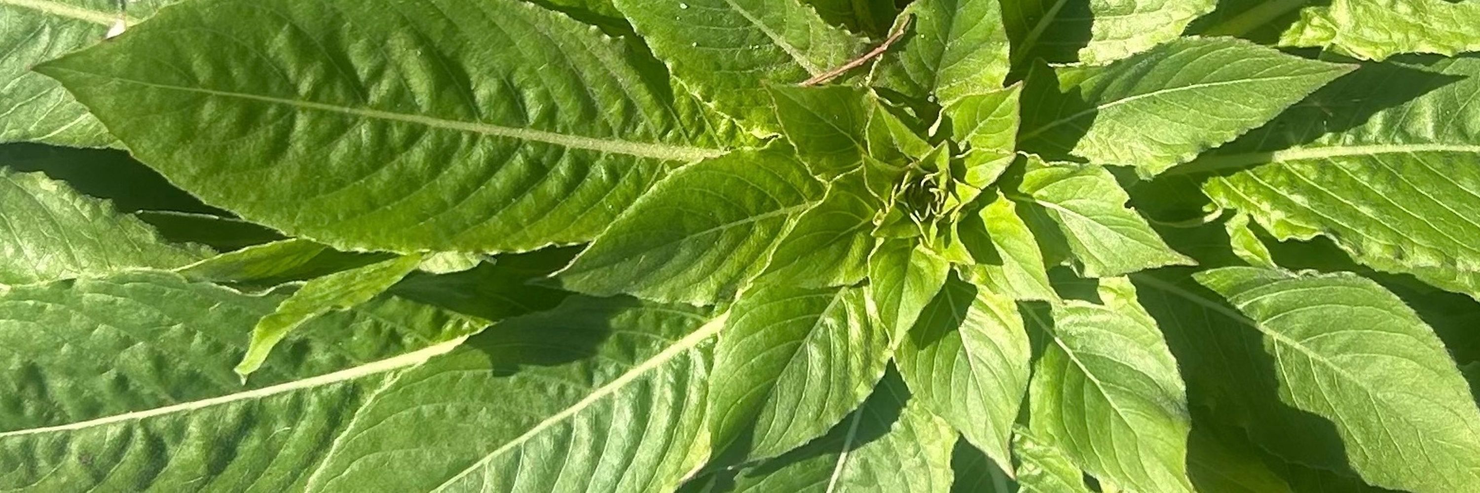 Garden Diary