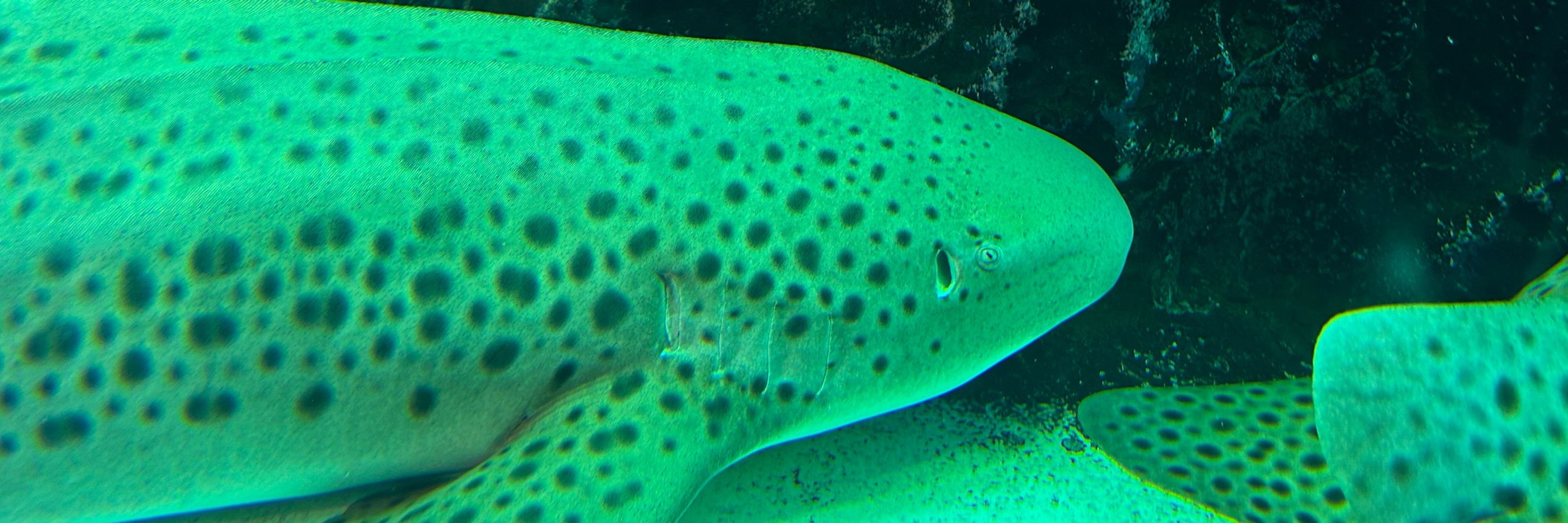 永遠の流星･カイザー