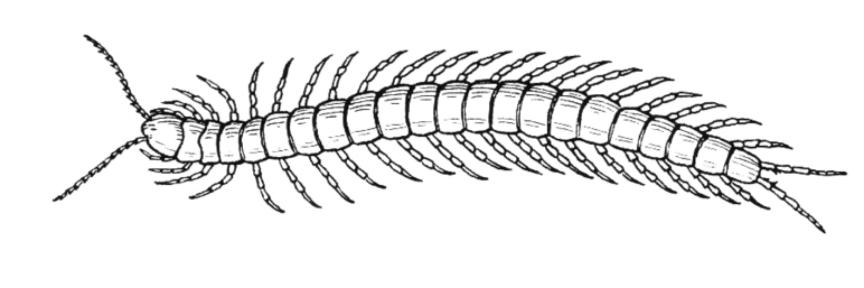 The centipede 