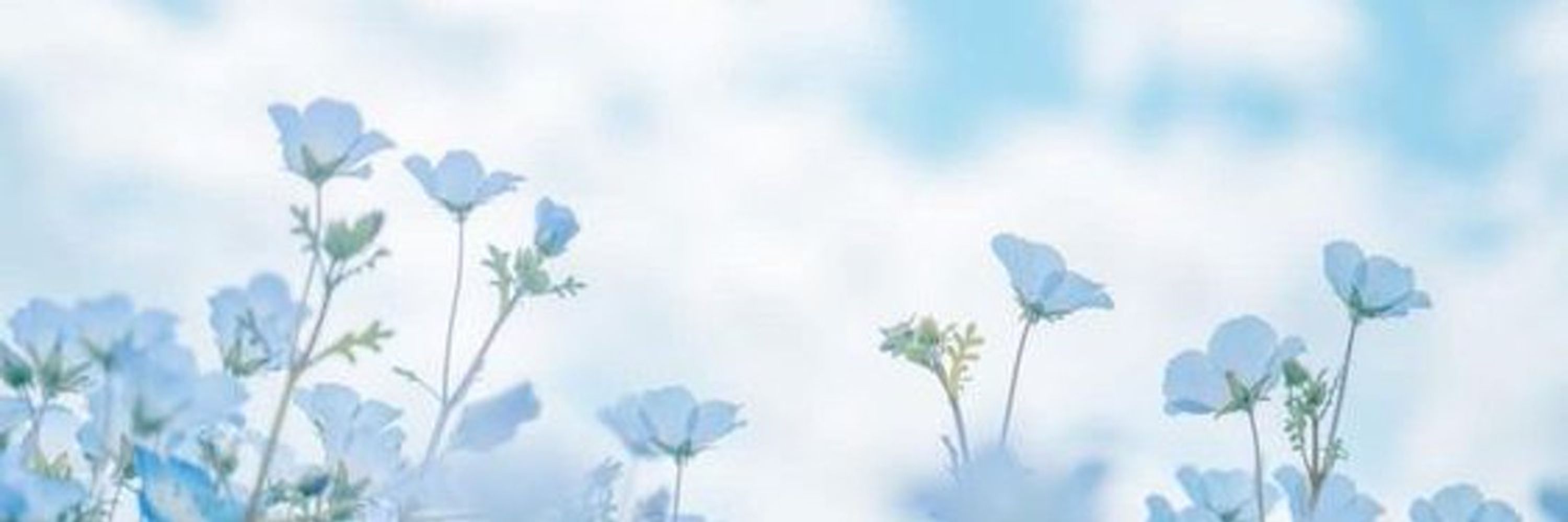 Anima's Florist