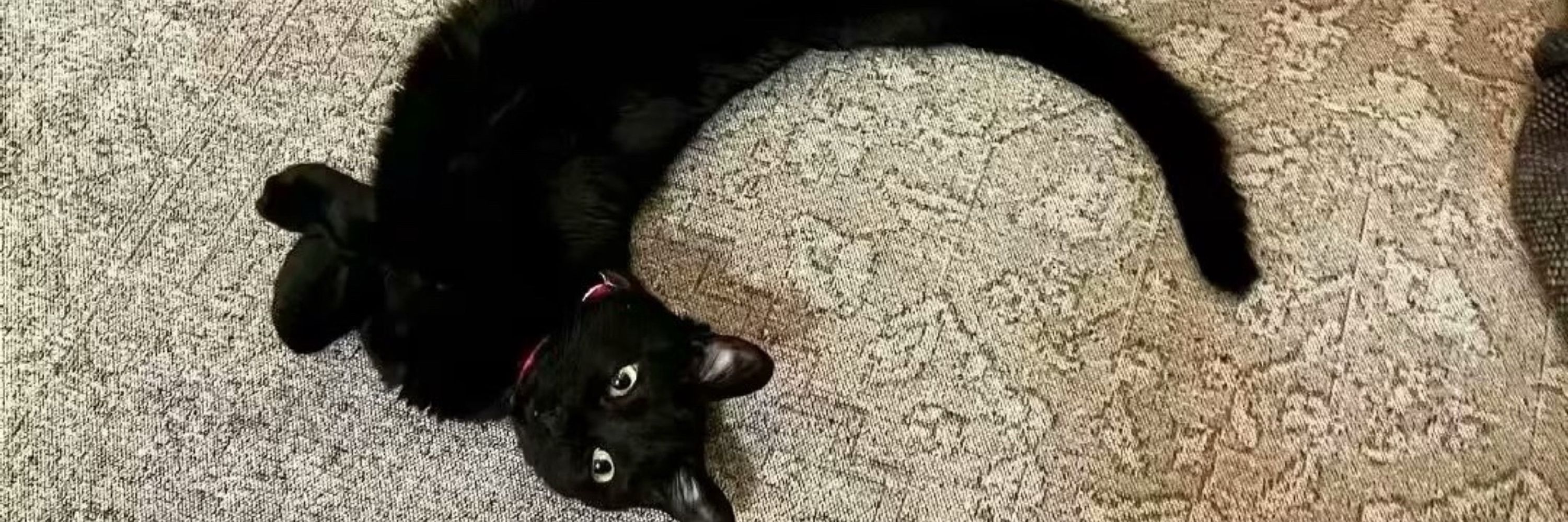 🐱