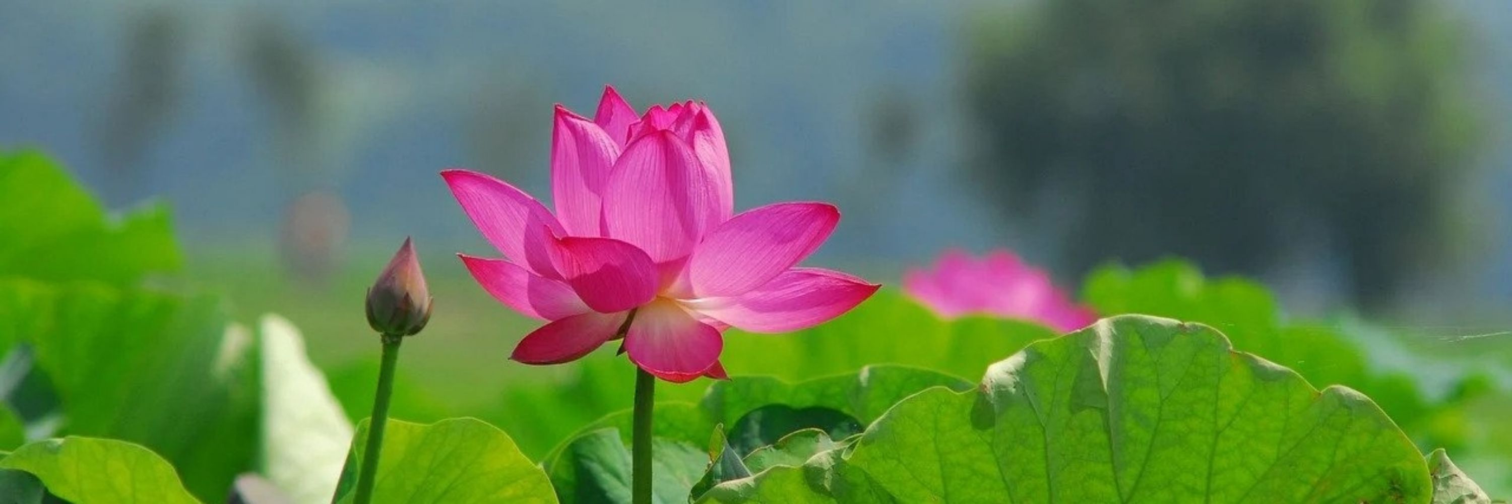 Yet Lotuses Bloom