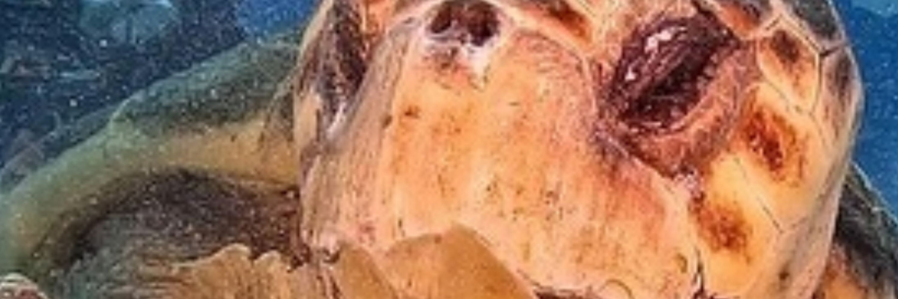 XSirenOX