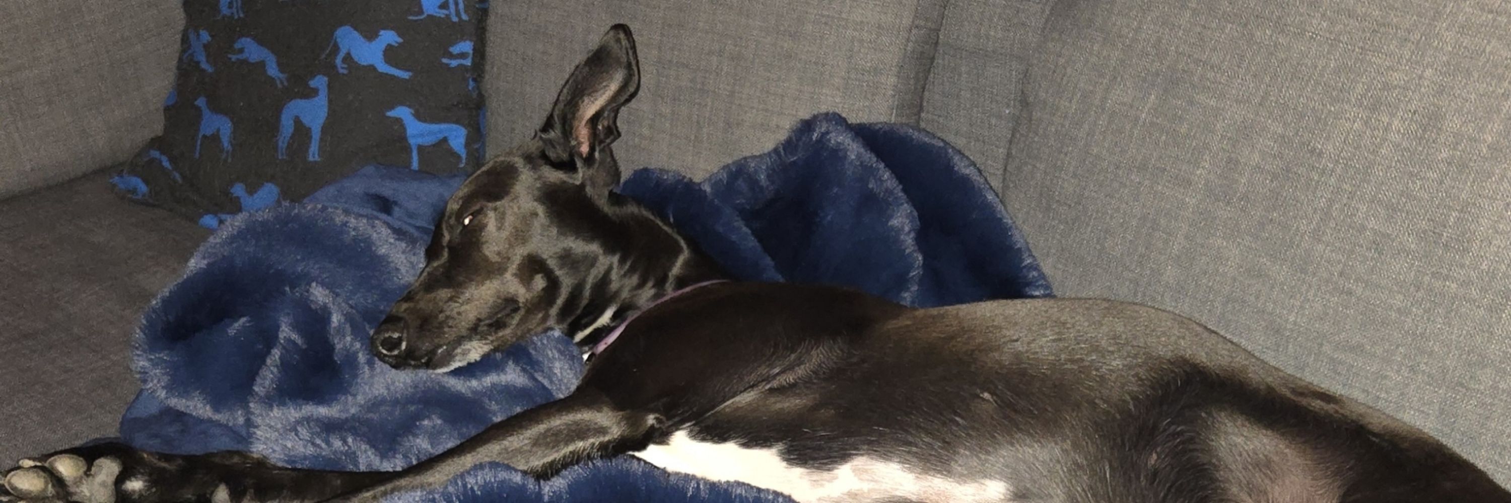 HulaBoop