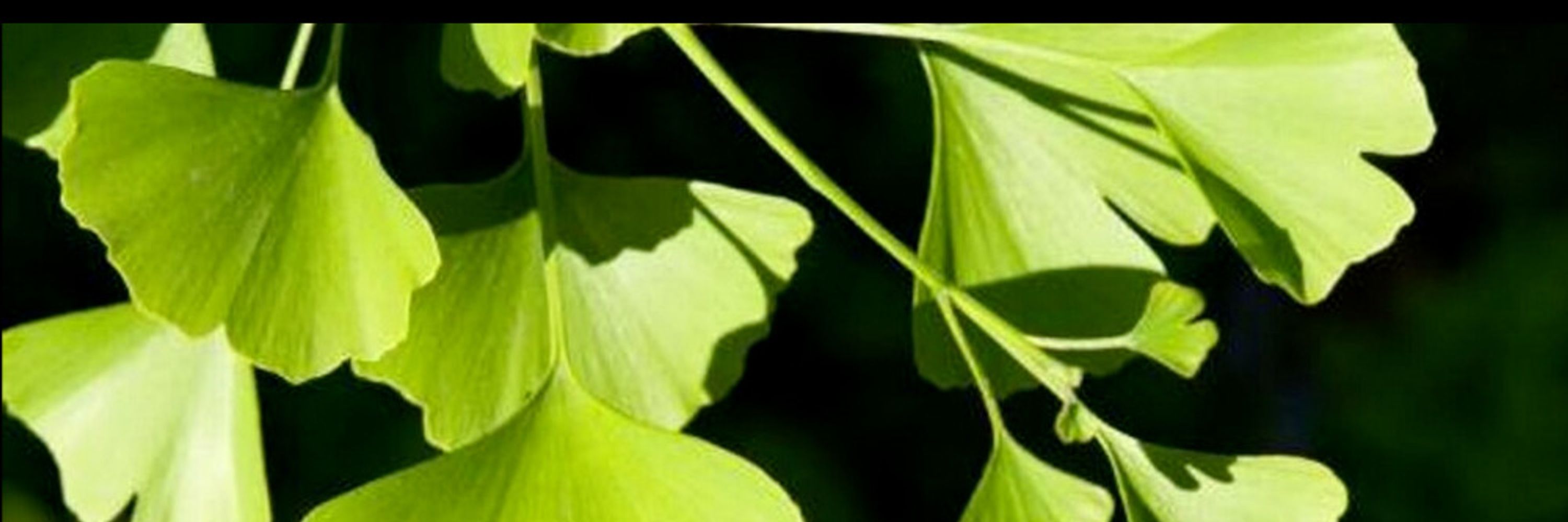 Tiaratum