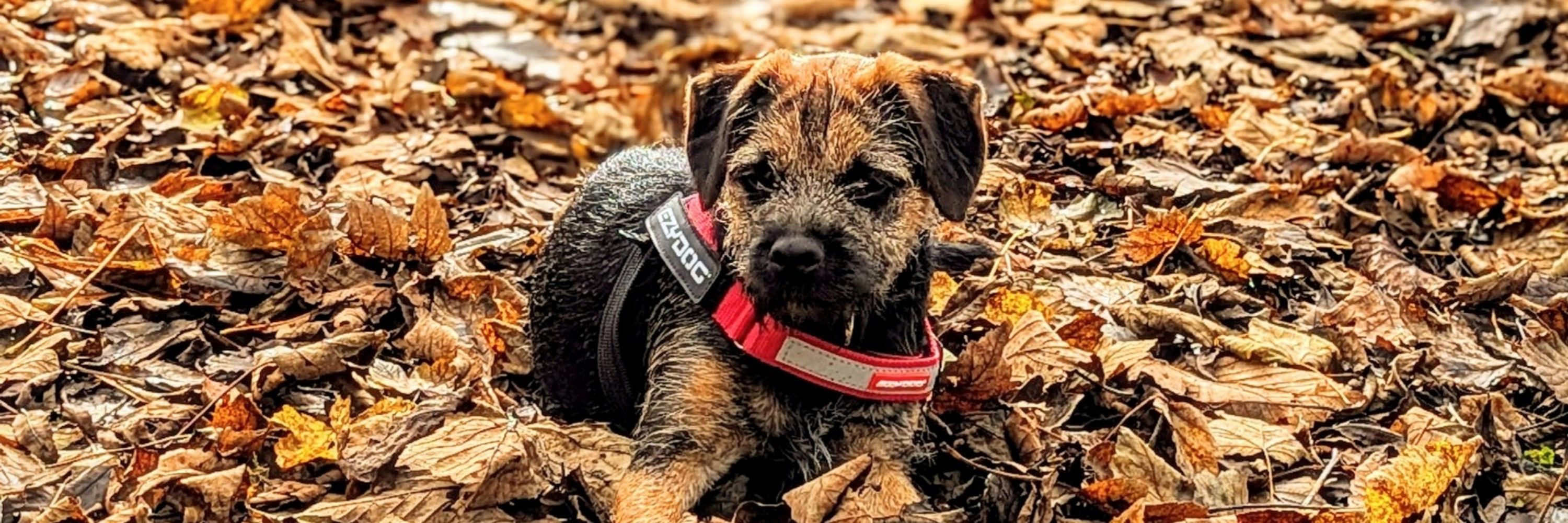 Rudi the border terrier