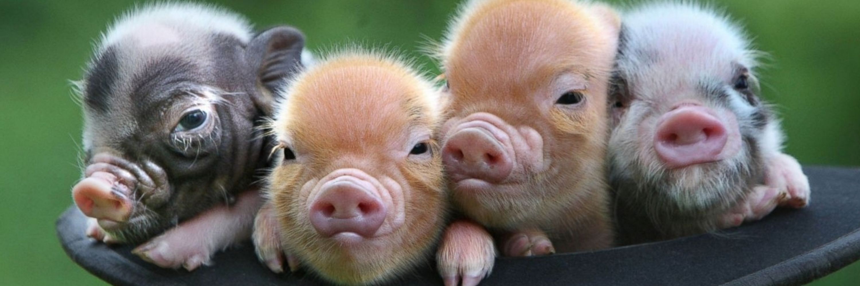 NoPiggDeal 🐽 🔜 TBRU