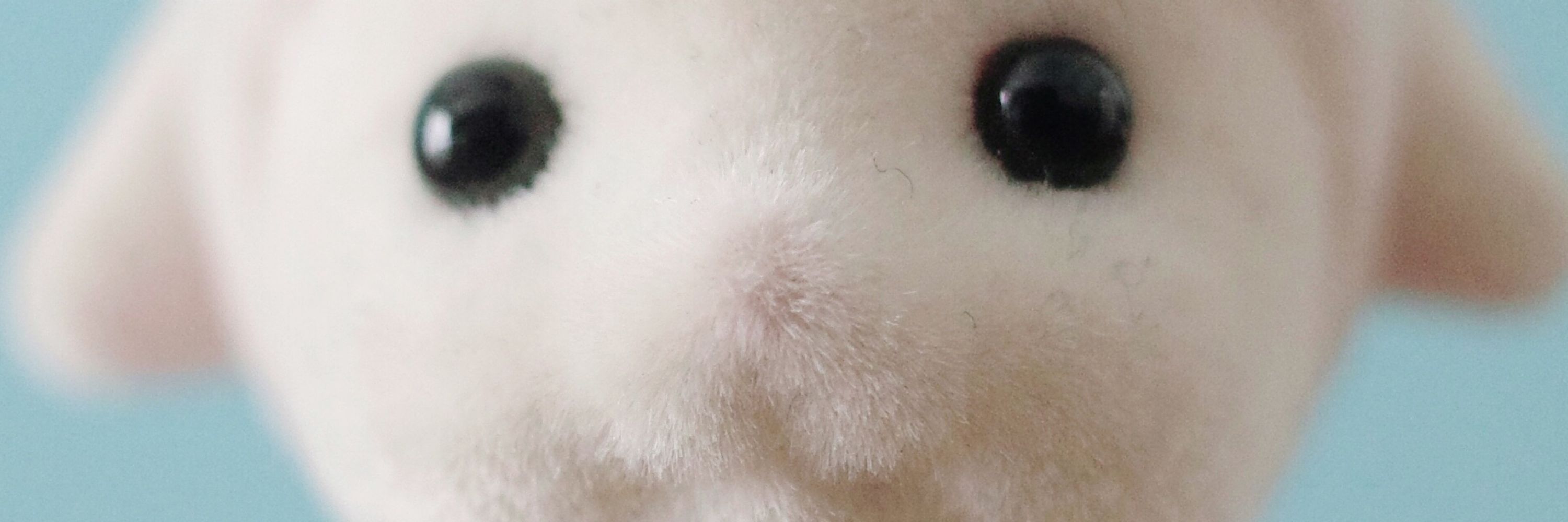 蛙