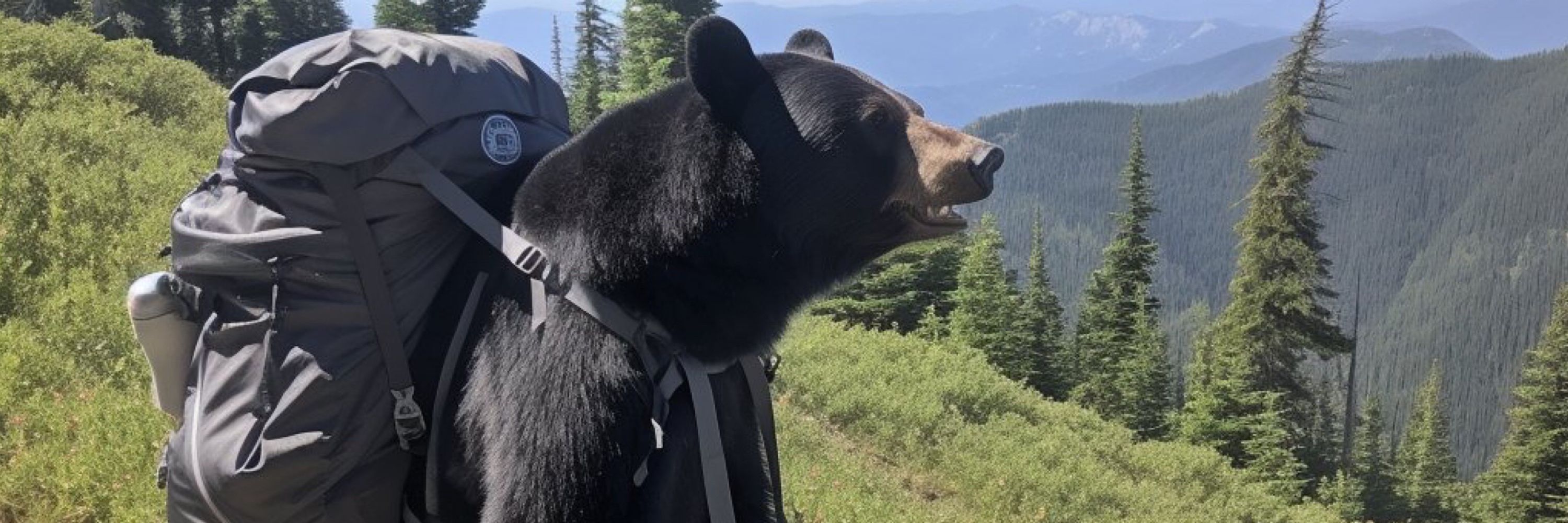 HoneyBearPeek