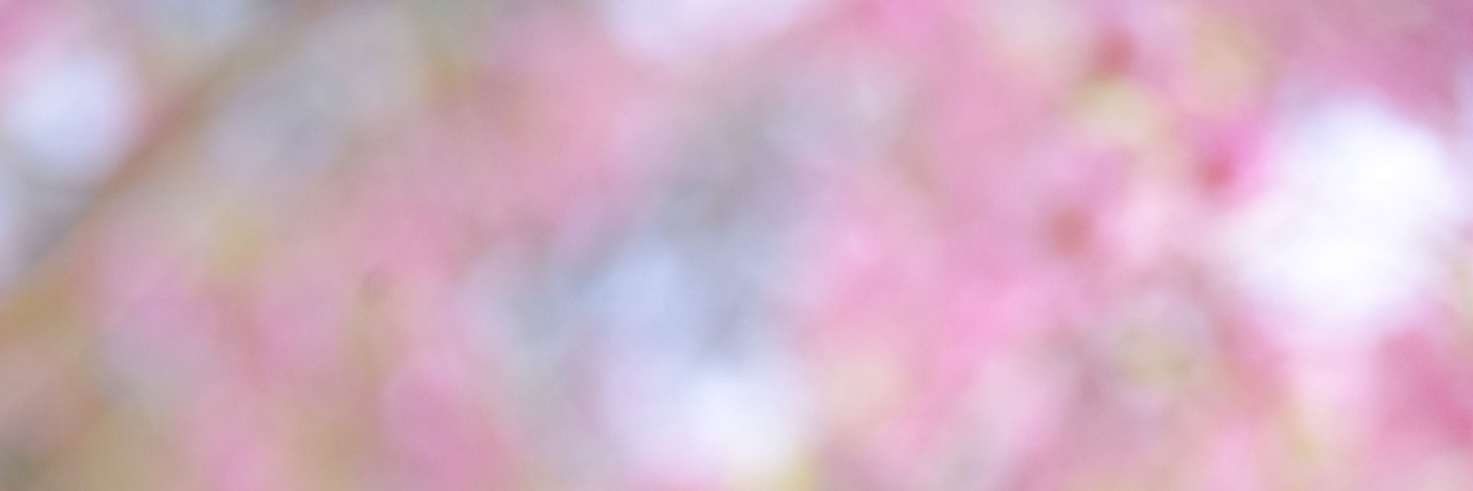めさ